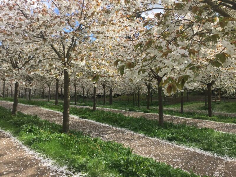 The Alnwick Garden: Entry Ticket - Garden Highlights