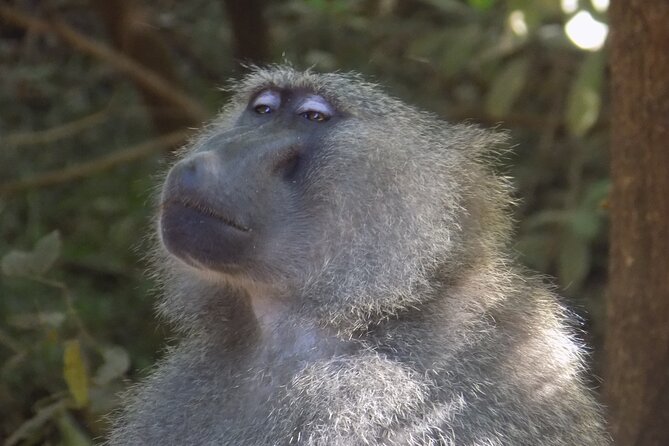 The Amaizing Private Day Trip to the Lovely Arusha National Park - Health and Accessibility