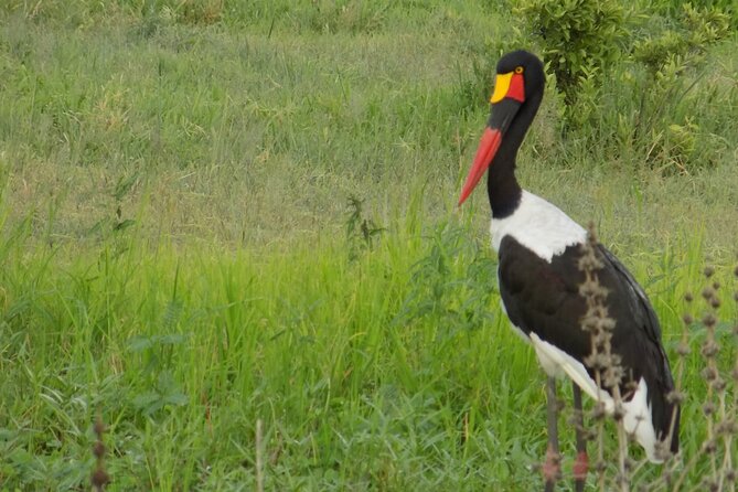 The Amaizing Private Day Trip to the Lovely Arusha National Park - Wildlife Encounters