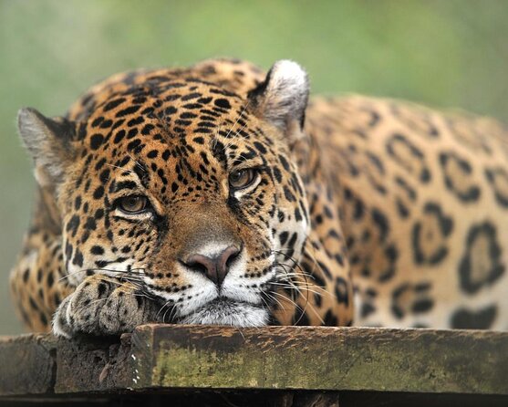 The Anton Valley Tour From Panama City - Key Points