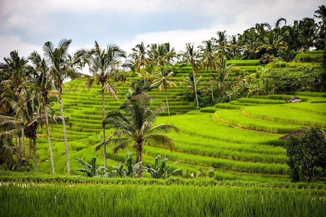 The Art and Nature of Diverse Bali - Customer Responsibilities and Recommendations