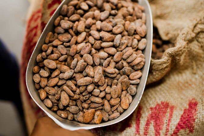 The Art of Chocolate Making Bean-To-Bar Experience in Cape Town - Discovering the Origin of Chocolate Varieties