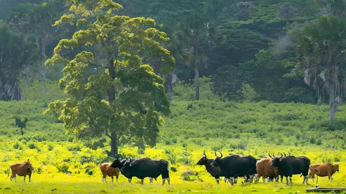 The Authentic Sunset Of Baluran National Park Banyuwangi - Important Considerations