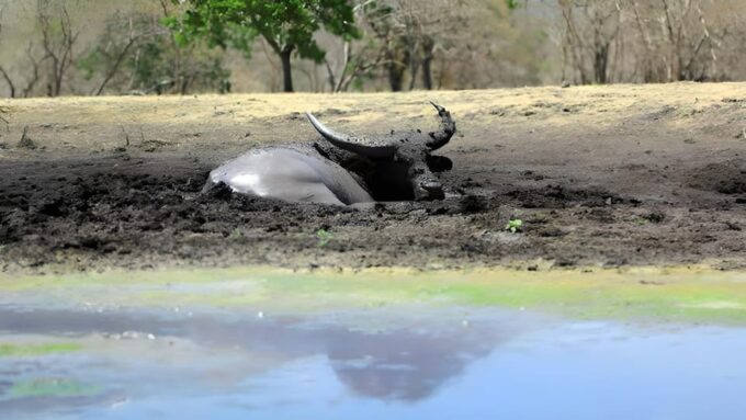 The Authentic Sunset Of Baluran National Park Banyuwangi - Frequently Asked Questions