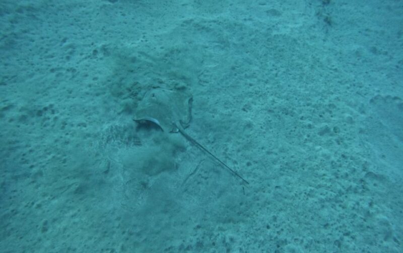 The Basic Diver Course in Los Cristianos - Key Points