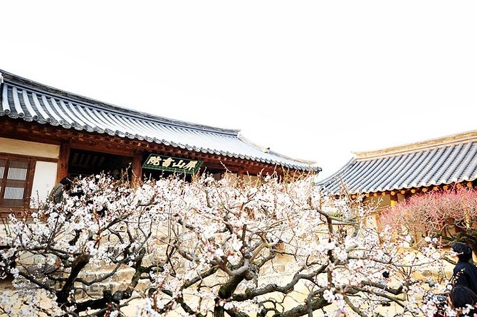 The Beauty of the Korea Cherry Blossom Discover 9days 8nights - Accessibility and Participation