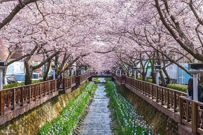 The Beauty of the Korea Cherry Blossom Discover 9days 8nights - Itinerary and Highlights