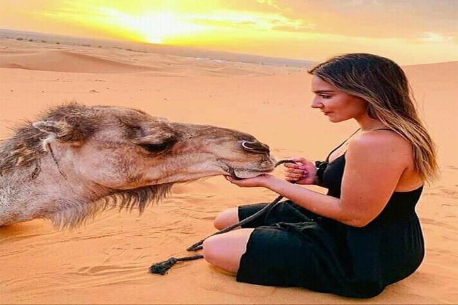 The Bedouin Desert Safari Experience - Camel Ride and Sand-boarding