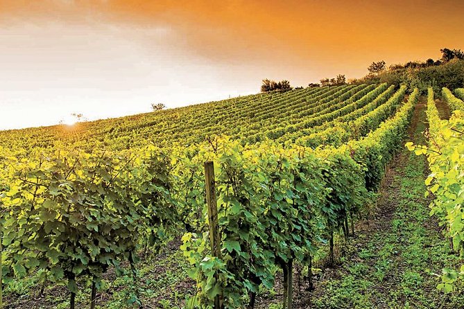 The Bellet Wine Tasting - Customer Feedback Analysis