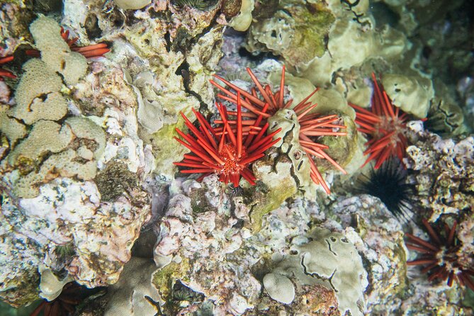 The Best 2 Hour Molokini Express Snorkeling - Meeting and Pickup Details for a Seamless Adventure