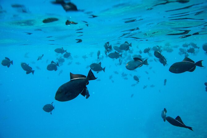 The Best 2 Hour Molokini Express Snorkeling - Exceptional Customer Feedback and Recommendations