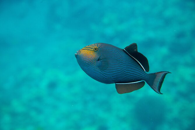 The Best 2 Hour Molokini Express Snorkeling - Flexible Cancellation Policy for Peace of Mind
