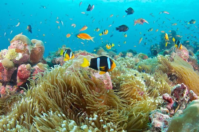 The Best 2-Point Snorkeling in Padangbai: Blue Lagoon and Tanjung Jepun - Included Activities