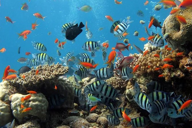 The Best 2-Point Snorkeling in Padangbai: Blue Lagoon and Tanjung Jepun - Pickup Information
