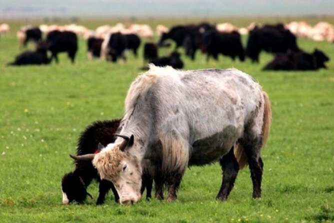 The Best 3 Day Tour in Mongolia - Included Experiences