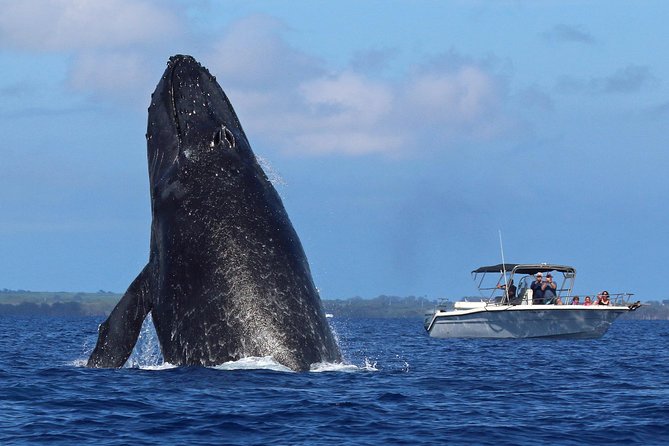 The Best 8 Am 1.5 Hour Whale Watching Tour - Exploring the Maui Coastline