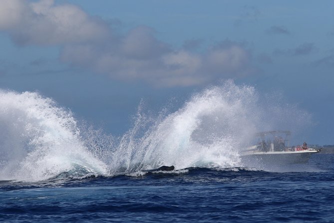 The Best 8 Am 1.5 Hour Whale Watching Tour - Capturing Unforgettable Moments