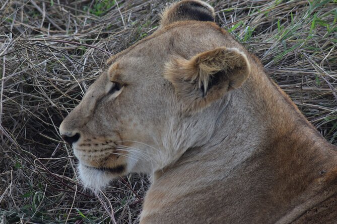 The Best and Most Affordable 4-Day Tanzania Budget Private Safari - Tour Details