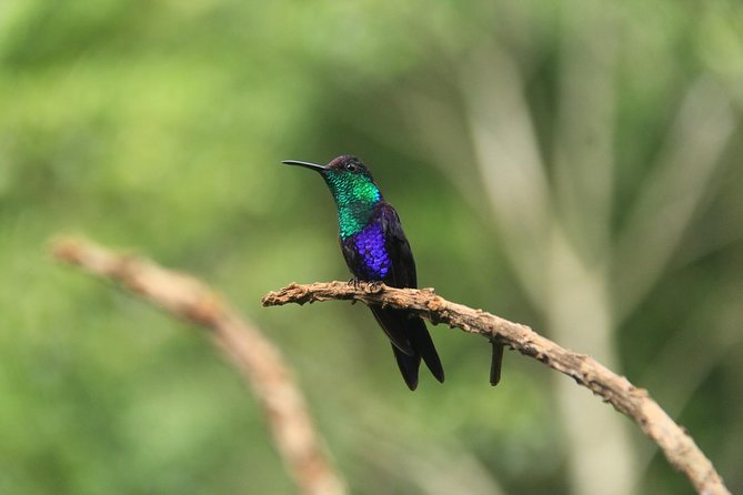 The Best Birdwatching Tour Around The Arenal Volcano - Transportation Details