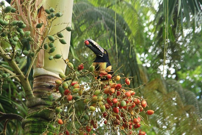 The Best Birdwatching Tour Around The Arenal Volcano - Booking Information