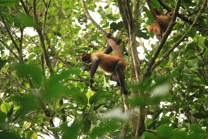 The Best Birdwatching Tour Around The Arenal Volcano - Recap