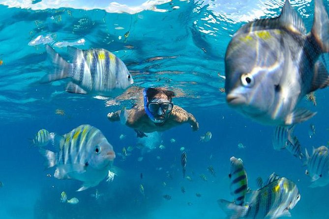 The Best Catamaran Tour to Isla Mujeres From Cancún - Addressing Guest Feedback