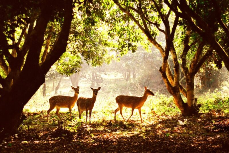 The Best Easy Trek in Cuc Phuong National Park - Key Points