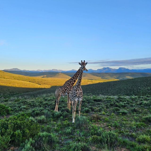 The Best Garden Route Budget Tour - Exploring Cango Caves and Ranch