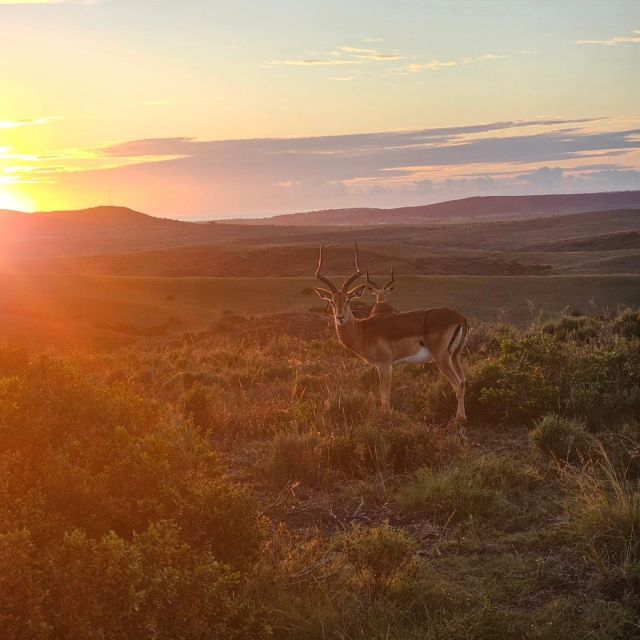 The Best Garden Route Budget Tour - Treetop Adventures and Ziplines
