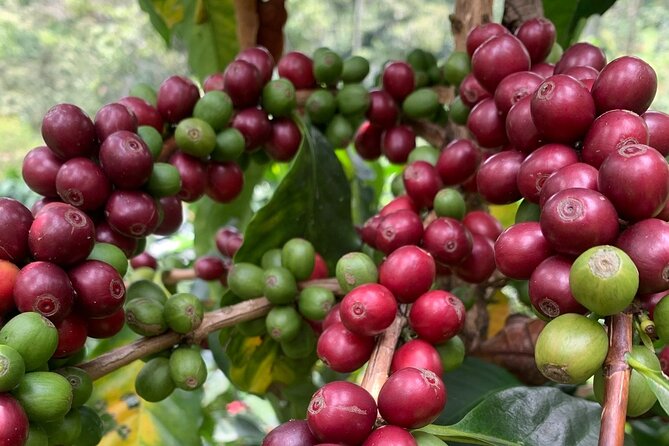 The Best Half Day Coffee Farm Tour on Medellin - Key Points