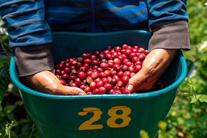 The Best Half Day Coffee Farm Tour on Medellin - Tasting the Finest Colombian Coffee