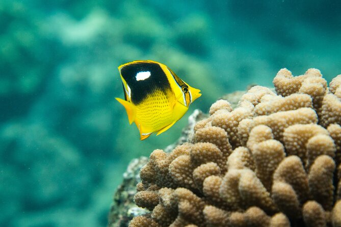 The Best Maui 3 Hour Molokini and Turtle Town Snorkel - Spotting Turtles at Turtle Town