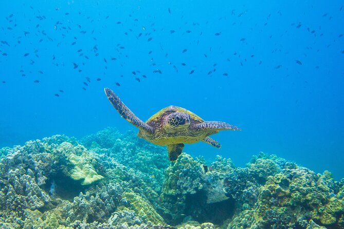 The Best Maui 3 Hour Molokini and Turtle Town Snorkel - Snorkeling Equipment and Gear