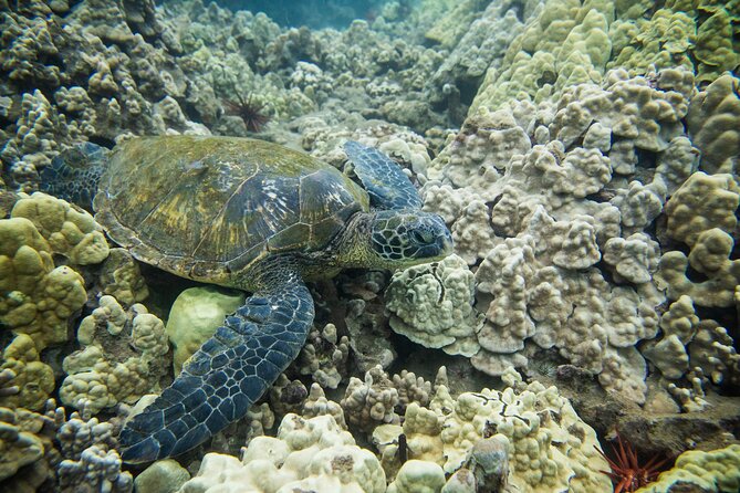 The Best Maui 3 Hour Molokini and Turtle Town Snorkel - Additional Tour Details and Logistics