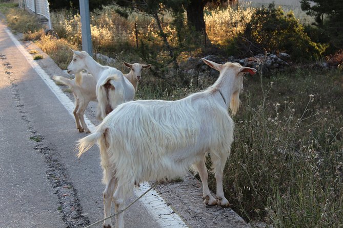 The Best of Hvar Small Group Tour With Wine Tasting and Dinner - Pickup and Transportation