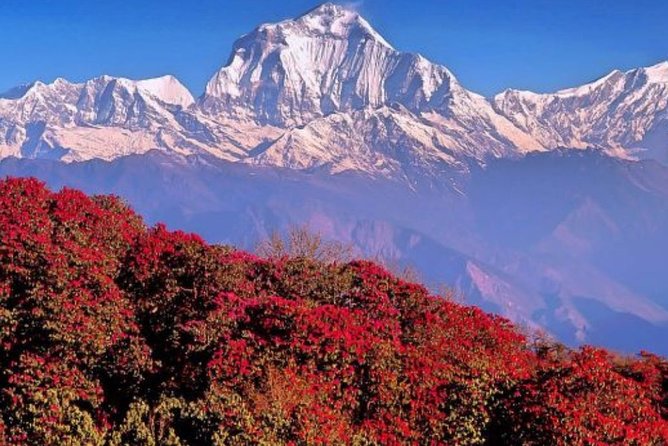 The Best of Nepal : 5-Day Trek to Ghorepani Poon Hill & Ghandruk - Guided Experience