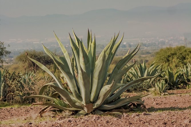 The Best of Oaxaca Walking Tour & Mezcal Tasting - Additional Information