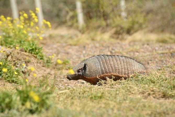 The Best of Peninsula Valdés in One Day - Exploring Peninsula Valdés