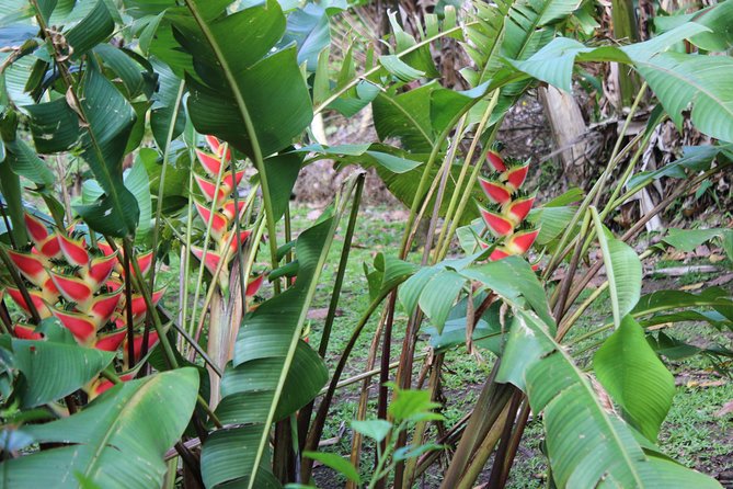 The Best of Saint Lucia Tour - Traveler Reviews