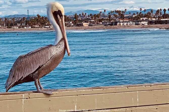 The Best of San Diego: Private Walking Tour Including USS Midway - Personalized Attention From a Guide