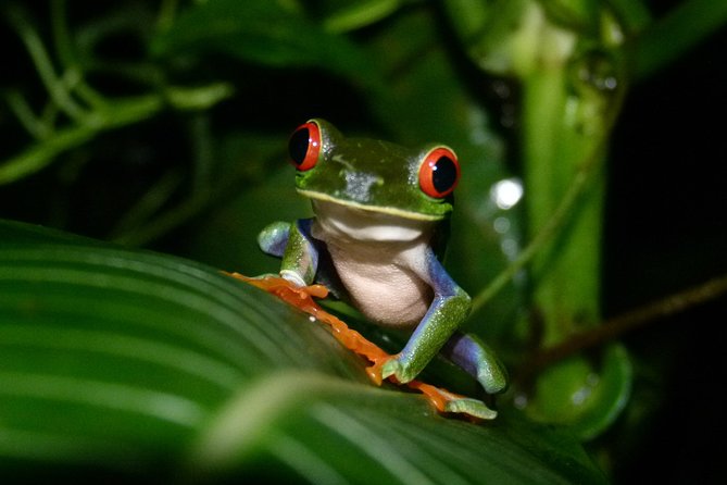 The Best of Tortuguero: Canoe, Hike and Night Tour (Turtle in Jul-Oct) - Guide Expertise