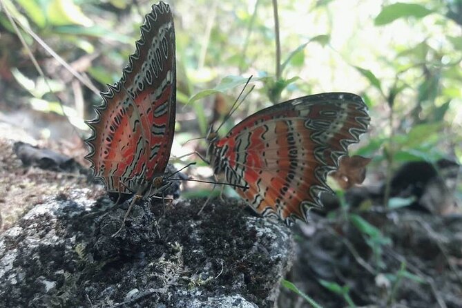 The Best One Day Trip Of Doi Inthanon National Park - Dining on Authentic Cuisine