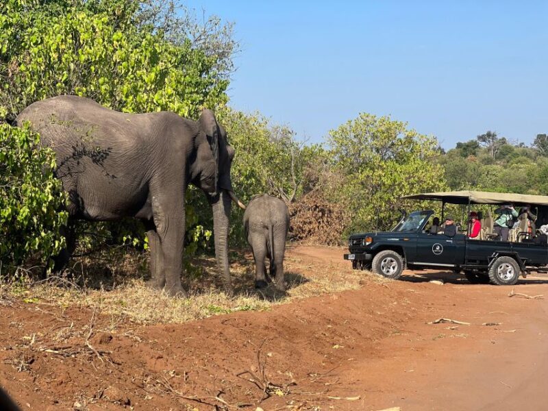 The Best Private Cape Town Safari Day Trip - Aquila Big 5 - Traditional Safari Game Drive
