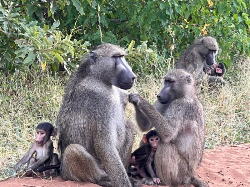 The Best Private Cape Town Safari Day Trip - Aquila Big 5 - Buffet Lunch and Leisure Time