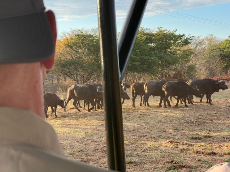 The Best Private Cape Town Safari Day Trip - Aquila Big 5 - General Safari Experience Information