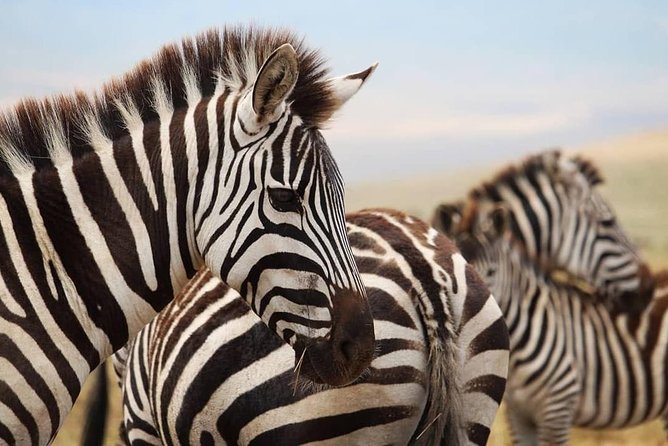 The Best Selous 1 Day Safari From Zanzibar - Meeting and Pickup