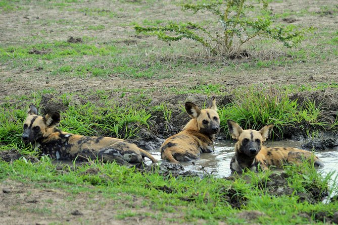 The Best Selous 1 Day Safari From Zanzibar - Additional Information