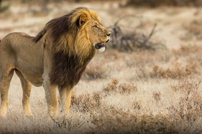 The Best Selous 1 Day Safari From Zanzibar - Organizational Groups