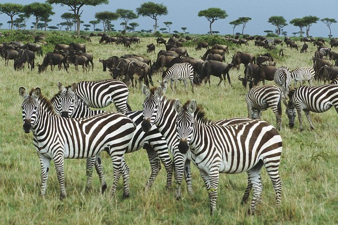 The Best Selous 1 Day Safari From Zanzibar - Reviews Highlights