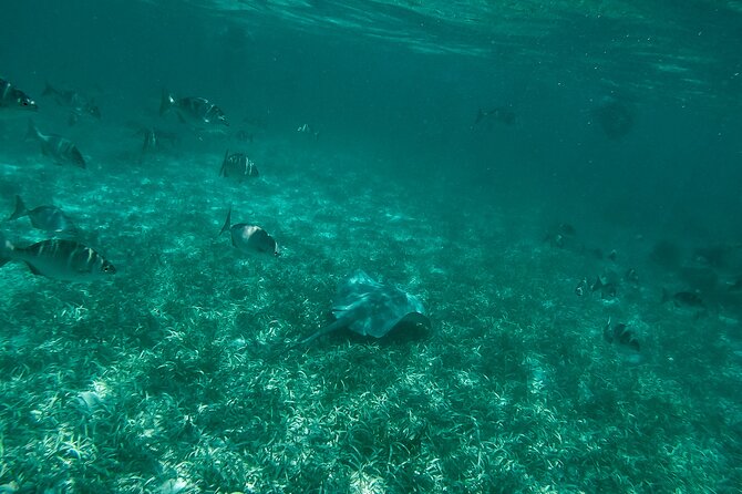 The Best Speedboat Tour in Cancun Through Nichupte Lagoon, Snorkel Included. - Health and Safety Considerations